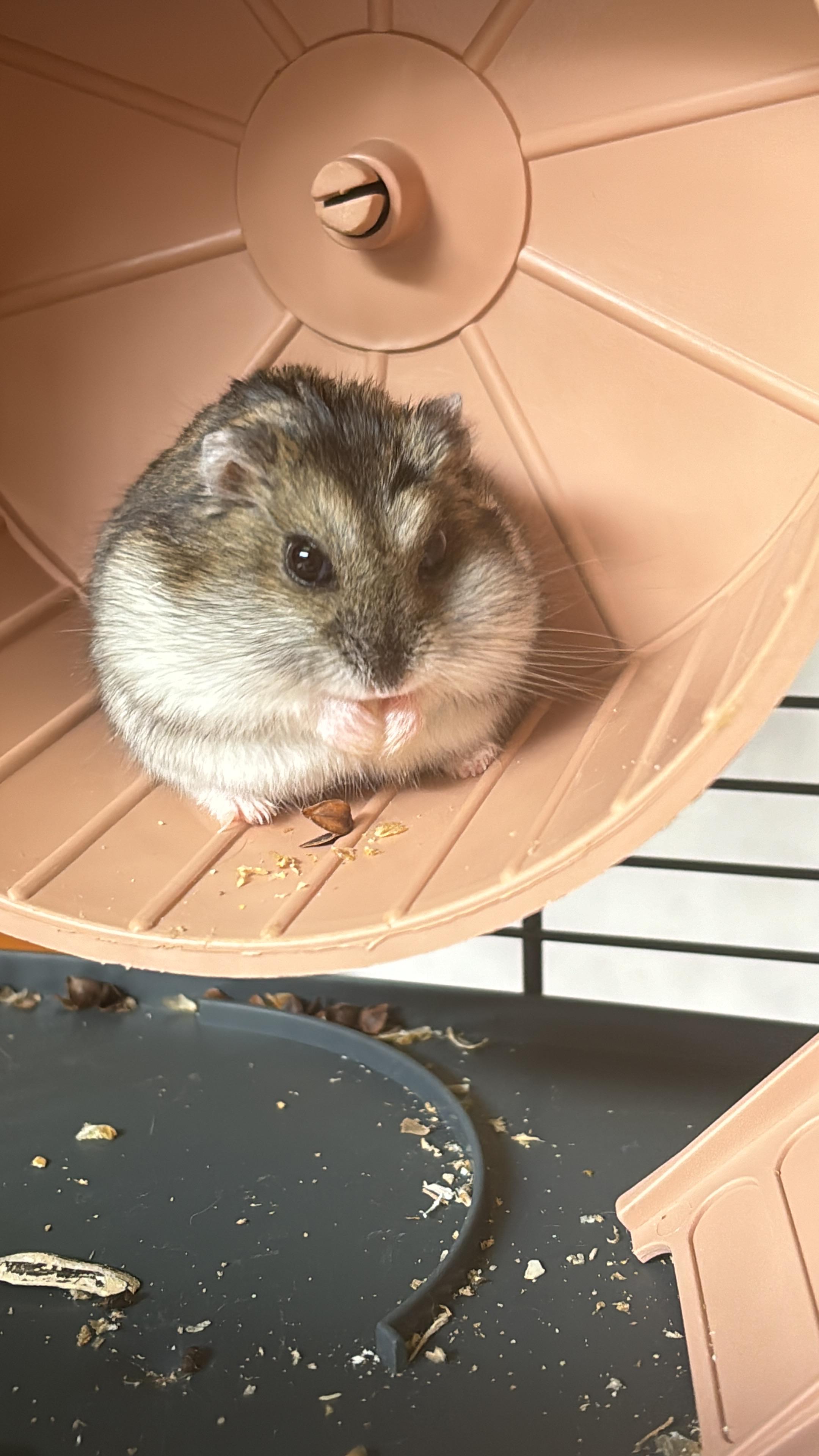 Un criceto nella sua ruota