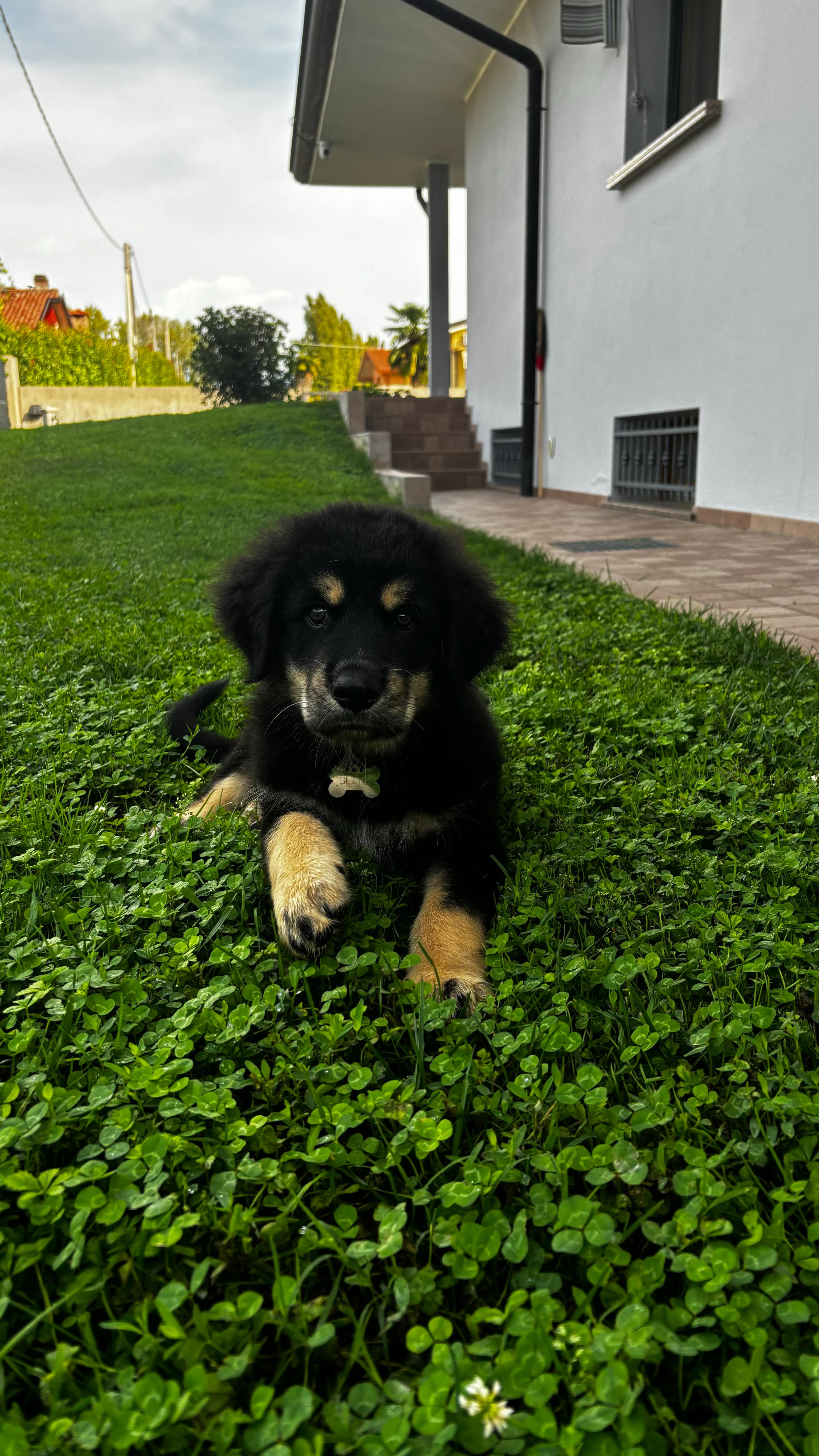 Un cucciolo nel giardino