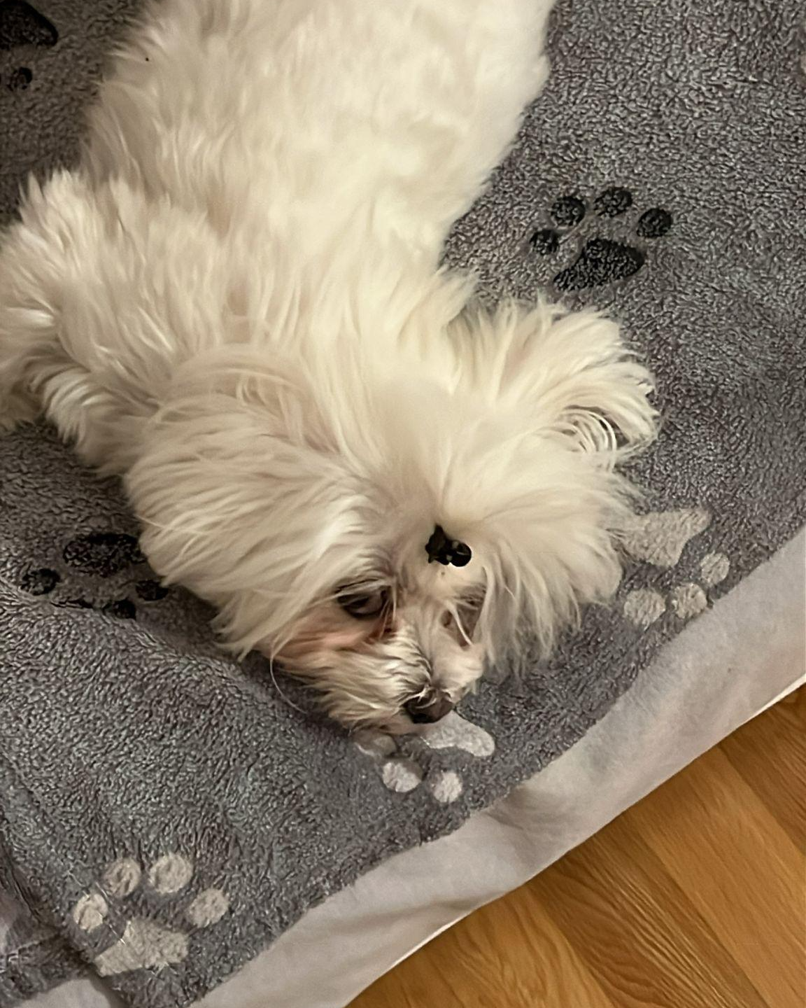 Un cane che riposa a casa